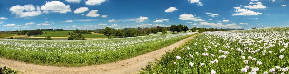 Gordijnen Tsjechië flowering opium poppy field in Latin papaver somniferum  © Daniel Prudek