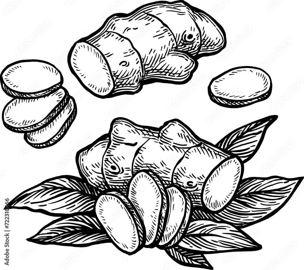 Canvas Prints fresh ginger root ink sketch.