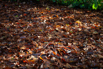 Fall leaves