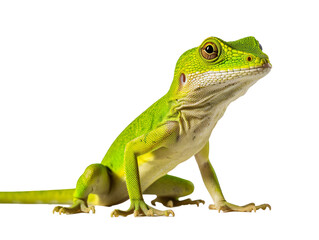 a green lizard with a white background - Powered by Adobe