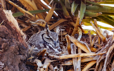 great horned owl resting in nest 