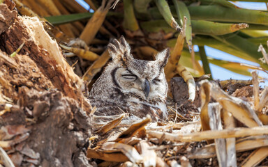 great horned owl resting in nest 