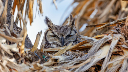 great horned owl resting in nest 