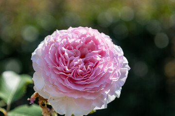 Obraz premium Beautiful pink rose in the garden, close-up view.