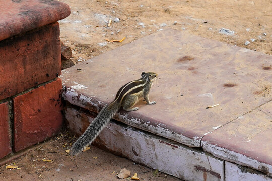 Pasiecznik Palmowy Funambulus Palmarum 