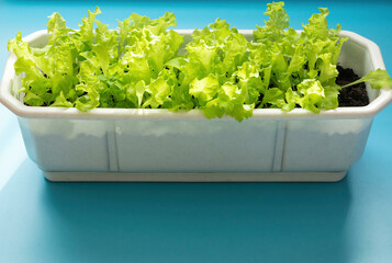 Green lettuce leaves planted in a white container create a contrast with the blue background, drawing attention to the freshness and quality of the product.