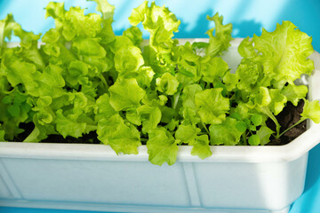 Vibrant green lettuce leaves growing in a white container on a blue background are perfect for depicting healthy living and sustainable agriculture.
