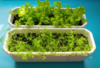 Two containers with growing green plants on a blue background. The top container is filled with lettuce leaves, the bottom one is filled with thin stems of greenery.