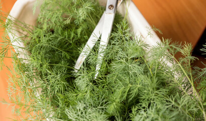 fresh green sprigs of dill and scissors lying on top. Ideal for illustrating articles about gardening, cooking or healthy eating