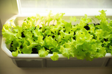 Fresh and juicy green lettuce leaves grown in a white plastic container show healthy living and eco-friendliness
