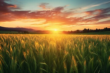 Sunset over wheat field in the mountains,  Beautiful summer landscape