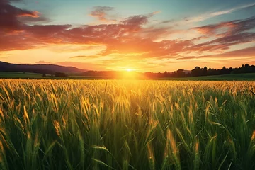 Photo sur Aluminium Orange Sunset over wheat field in the mountains,  Beautiful summer landscape