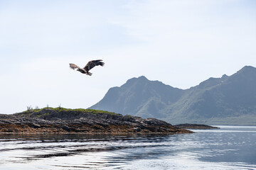 The white-tailed eagle soars close to the rocky shores of Lofoten, set against the tranquil...