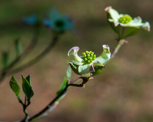 Partially Opened East Texas Dogwood Bloom