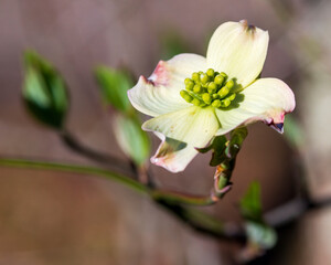 Obraz na płótnie Canvas Springtime Dogwood Bloom
