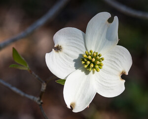 White Dogwood Blossom