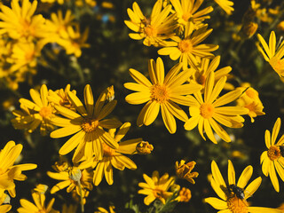 Meadow of Blooming yellow daisy flowers to brighten up the day.