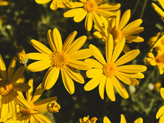 Meadow of Blooming yellow daisy flowers to brighten up the day.