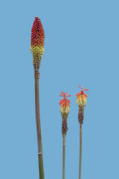 Schopffackellilie