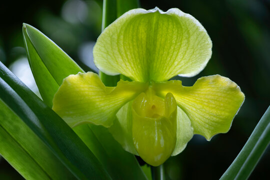 Green Orchid (Paphiopedilum Jocelyn)