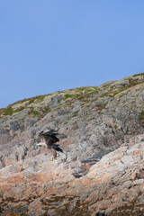 A white-tailed eagle is about to land on the colorful, moss-covered rocks of the Lofoten Islands, against a clear blue sky, in a vertical composition. Norway