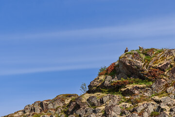A pair of white-tailed eagles, male and female, stand vigil on a mossy outcrop in the Lofoten Islands, under the vast expanse of the blue sky. Norway