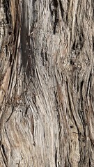 Obraz premium close up dry big teak tree bark texture.