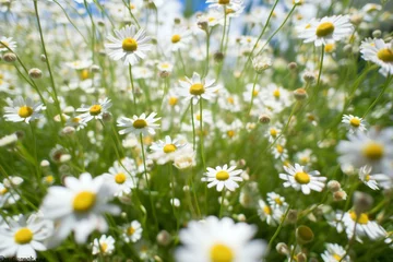 Tuinposter White daisies in the meadow,  Chamomile field © Abstraction