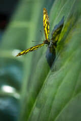 Portrait of a tropical butterfly