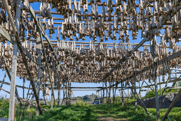 Under the Nordic sun, fish hang from a wooden drying structure, a unique sight in Lofoten, Norway,...