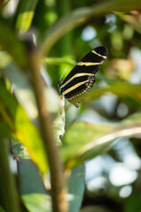 Portrait of a tropical butterfly