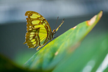 Portrait of a tropical butterfly