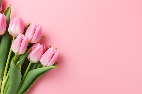Rosafarbene Tulpen auf rosa Hintergrund 