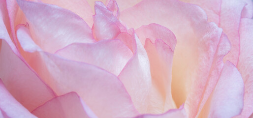 luxurious light pink rose. Extreme Flower Closeup. full frame. Blurred and selective focus.
