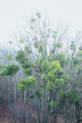 mistletoe on the branches of a tree