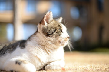 山梨県庁の地域猫・冬の日だまり