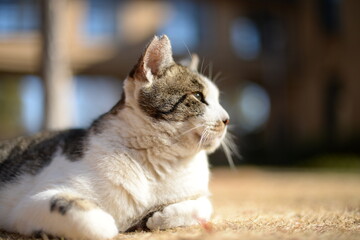 山梨県庁の地域猫・冬の日だまり