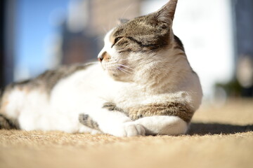 山梨県庁の地域猫・冬の日だまり