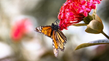 preciosa mariposa monarca alimentándose sobre una flor de color rosa ante la llegada de la primavera.  