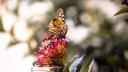 preciosa mariposa monarca alimentándose sobre una flor de color rosa ante la llegada de la primavera.  