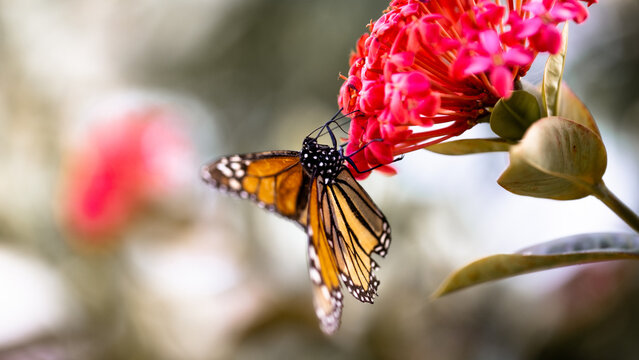 preciosa mariposa monarca aliment&aacute;ndose sobre una flor de color rosa ante la llegada de la primavera.  