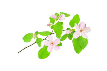 Branch with pink flowers and leaves isolated on transparent background. Spring time. Quince blossom.