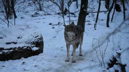 Einsamer Wolf in einer verschneiten Landschaft