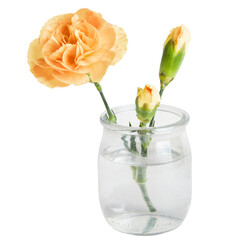 Yellow flower in a miniature transparent jar or vase. On a blank background