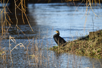 Kormoran Wasservogel in Seitenansicht und Ente stehen am fließenden Natur Gewässer und schauen nach Nahrung