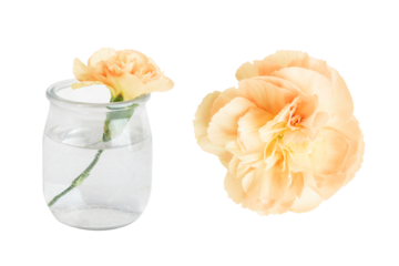 A set of yellow flowers in a mini vase and separately. On a blank background