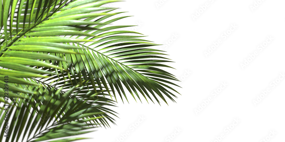 Poster realistic hawaii palm leaves with copy space on transparent backgrounds 3d rendering png