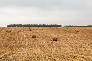 Hay bales for harvesting on a plantation in southern Portugal