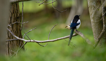 Magpie bird in a fig tree. Feeding habits of birds in winter. Birds feeding on wild figs in winter.