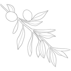 Sketch olive branch with leaves. Monochrome outline olive branches
